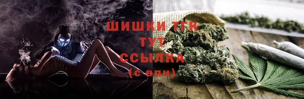 прущие грибы Каменногорск